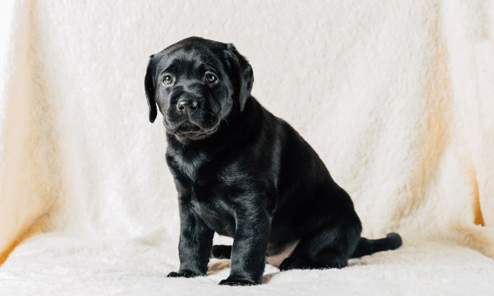What supplies does a dog need?