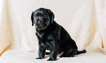 What supplies does a dog need?