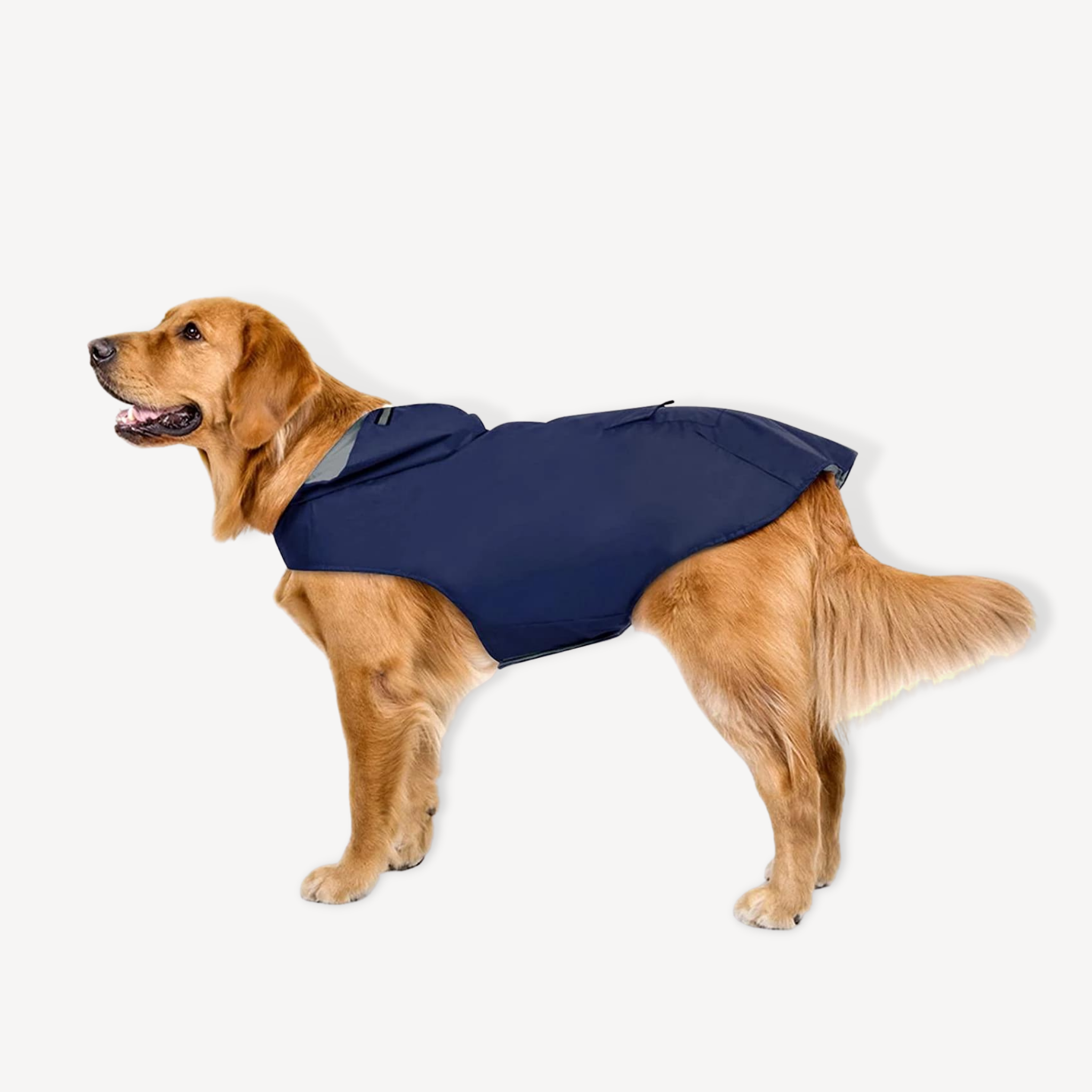 Raincoat for dogs - MATRIX 2.0 TURQUOISE